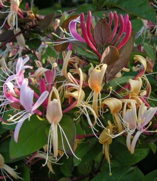 Lonicera japonica 'Chinensis'